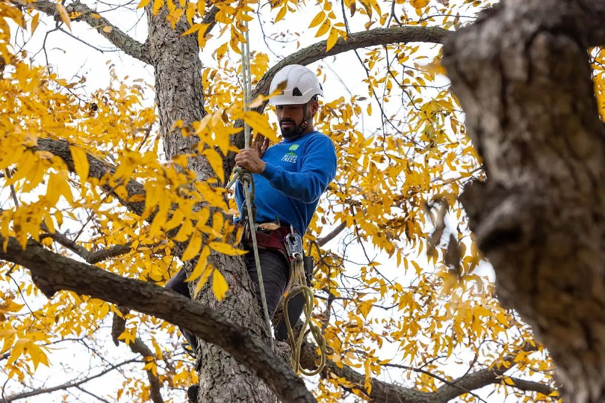 Skilled Tree Planing crew working in Vermillion